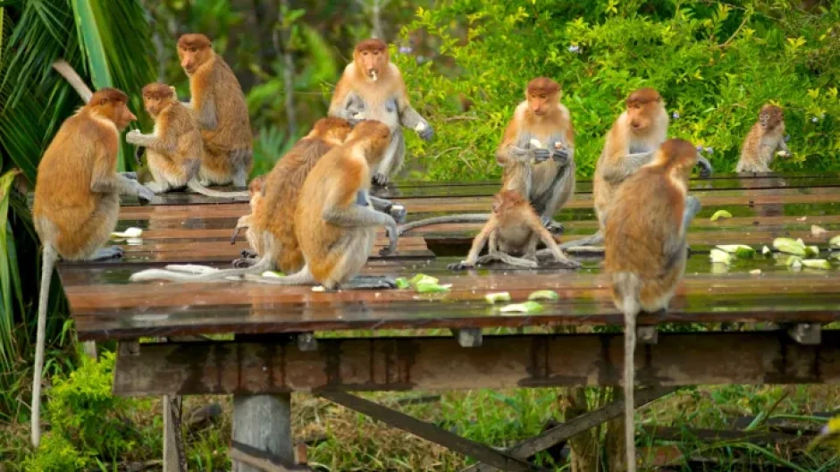 Ahafo Region Monkey Sanctuary