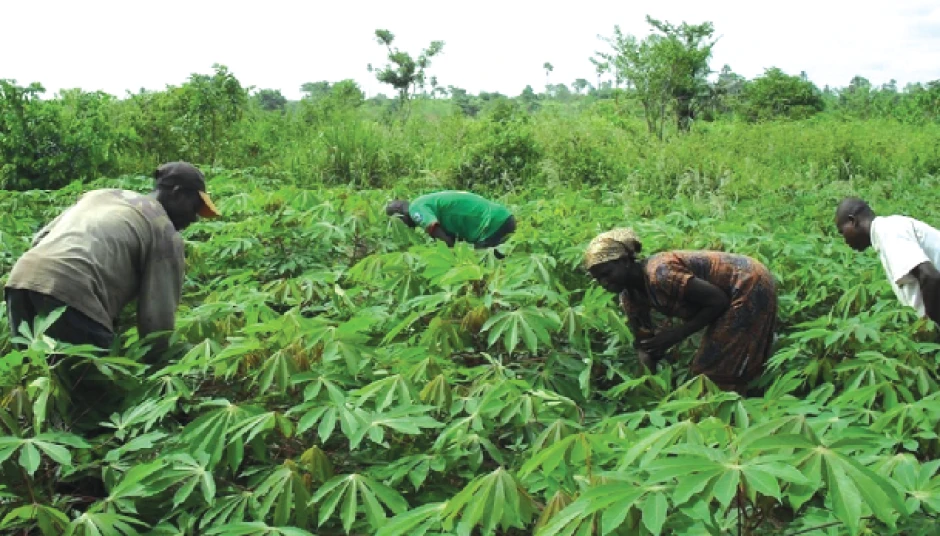 brong ahafo region agriculture