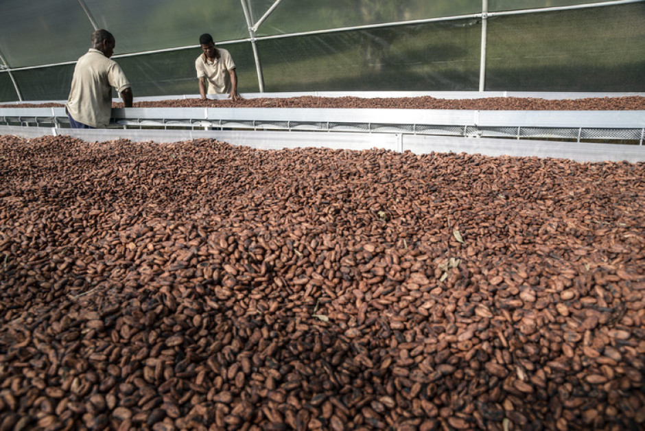 eastern region cocoa processing