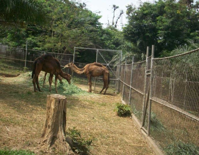 Kumasi Zoo