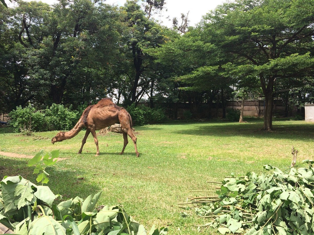 Kumasi Zoo