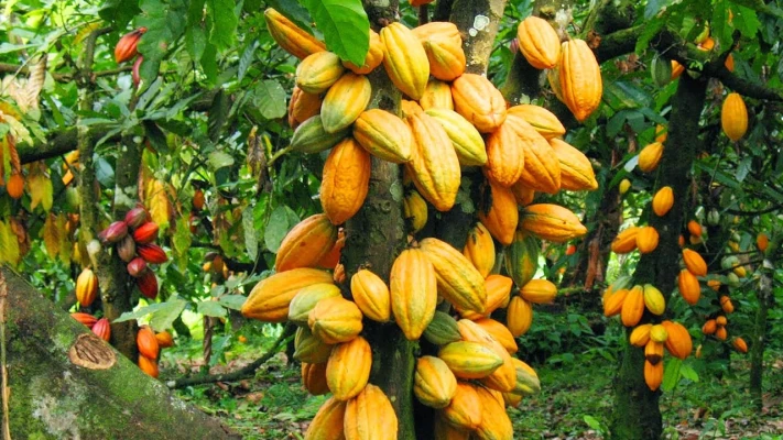 Ghana Cocoa