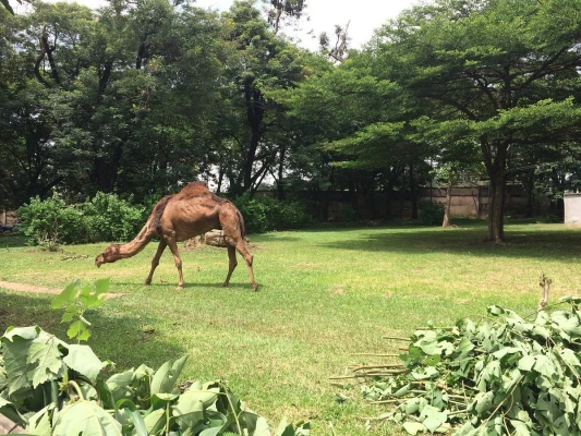 kumasi-zoo.jpg