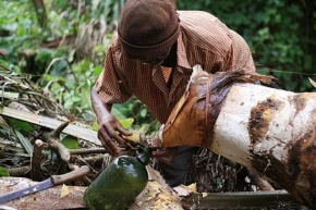 Palm Wine