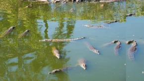 Akatekyi Crocodile Pond