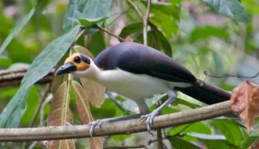Asumura Rockfowl Sanctuary