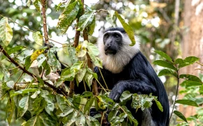 A monkey at the boabeng monkey sanctuary
