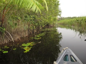 Exploring Ghana's Enchanting Amansuri Wetland