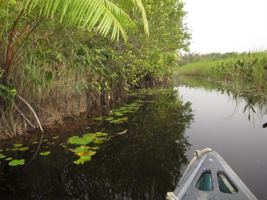 Exploring Ghana's Enchanting Amansuri Wetland