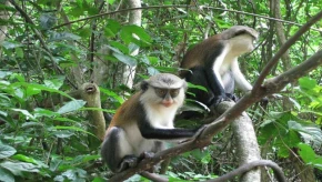 Tafi Atome Monkey Sanctuary