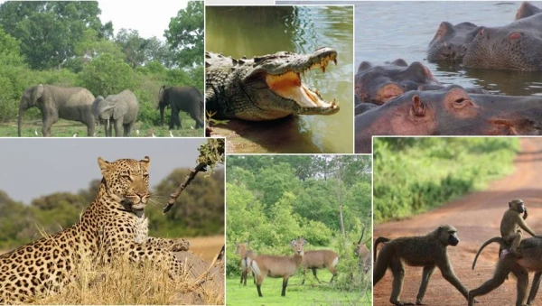 wildlife