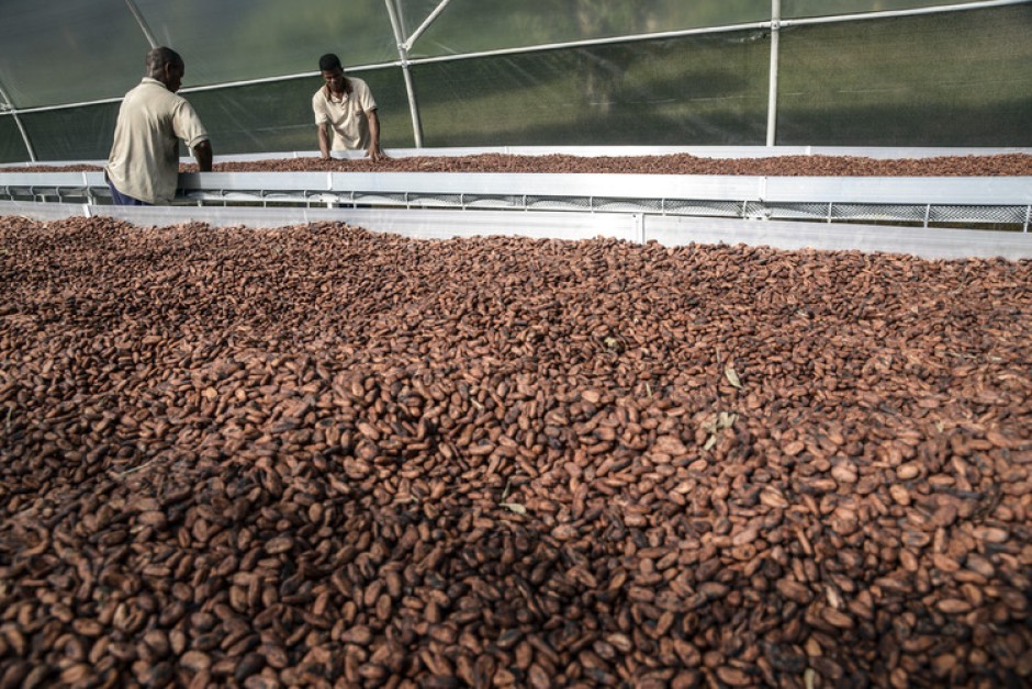 eastern region cocoa processing